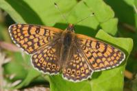 Melitaea cinxia