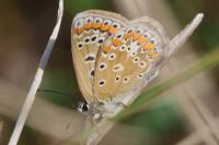 Polyommatus icarus