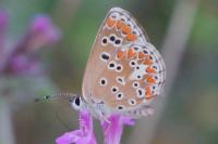 Aricia agestis