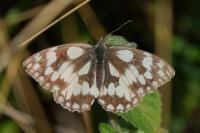 Melanargia galathea