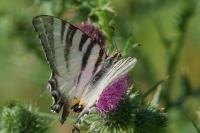 Iphiclides podalirius