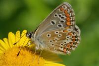 Aricia agestis
