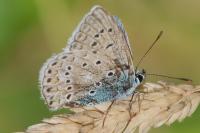 Polyommatus icarus