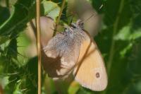 Coenonympha pamphilus
