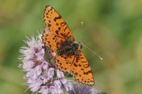 Melitaea didyma