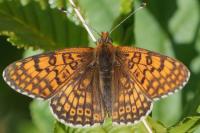 Melitaea cinxia