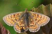 Melitaea parthenoides