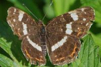 Araschnia levana