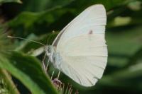 Pieris rapae