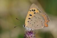 Lycaena phlaeas