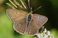 Lycaena tityrus