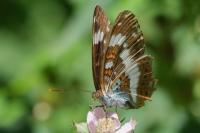Limenitis camilla