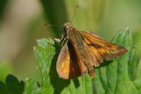Ochlodes sylvanus