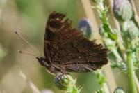 Aglais io