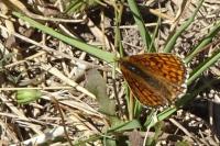 Melitaea parthenoides