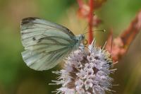Pieris napi