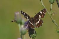 Araschnia levana