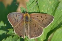 Lycaena tityrus