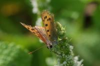 Lycaena phlaeas