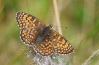 Melitaea cinxia