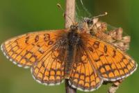 Melitaea parthenoides