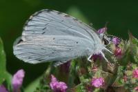 Celastrina argiolus