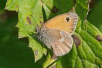 Coenonympha pamphilus