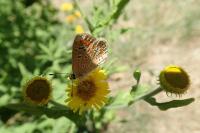 Aricia agestis