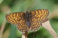 Melitaea cinxia