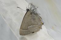 Quercusia quercus