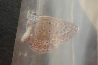 Polyommatus icarus