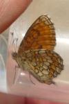 Melitaea parthenoides