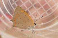 Lycaena phlaeas