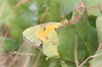 Colias crocea