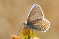 Polyommatus icarus
