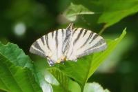 Iphiclides podalirius