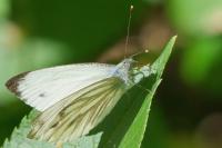 Pieris napi