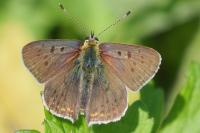 Lycaena tityrus