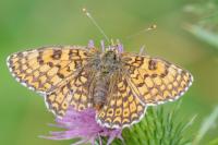 Melitaea cinxia