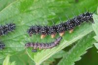Aglais io