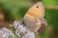 Coenonympha pamphilus