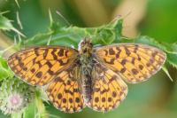Boloria dia