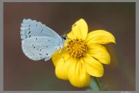 Celastrina argiolus