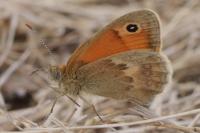 Coenonympha pamphilus