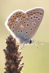 Polyommatus icarus
