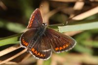 Aricia agestis