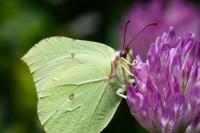 Gonepteryx rhamni