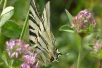 Iphiclides podalirius