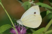 Pieris napi