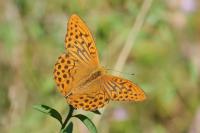 Argynnis paphia
